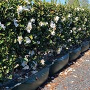 Camellia ‘Setsugekka’ instant hedge gallery detail image