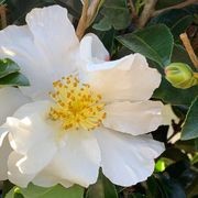Camellia ‘Setsugekka’ instant hedge gallery detail image