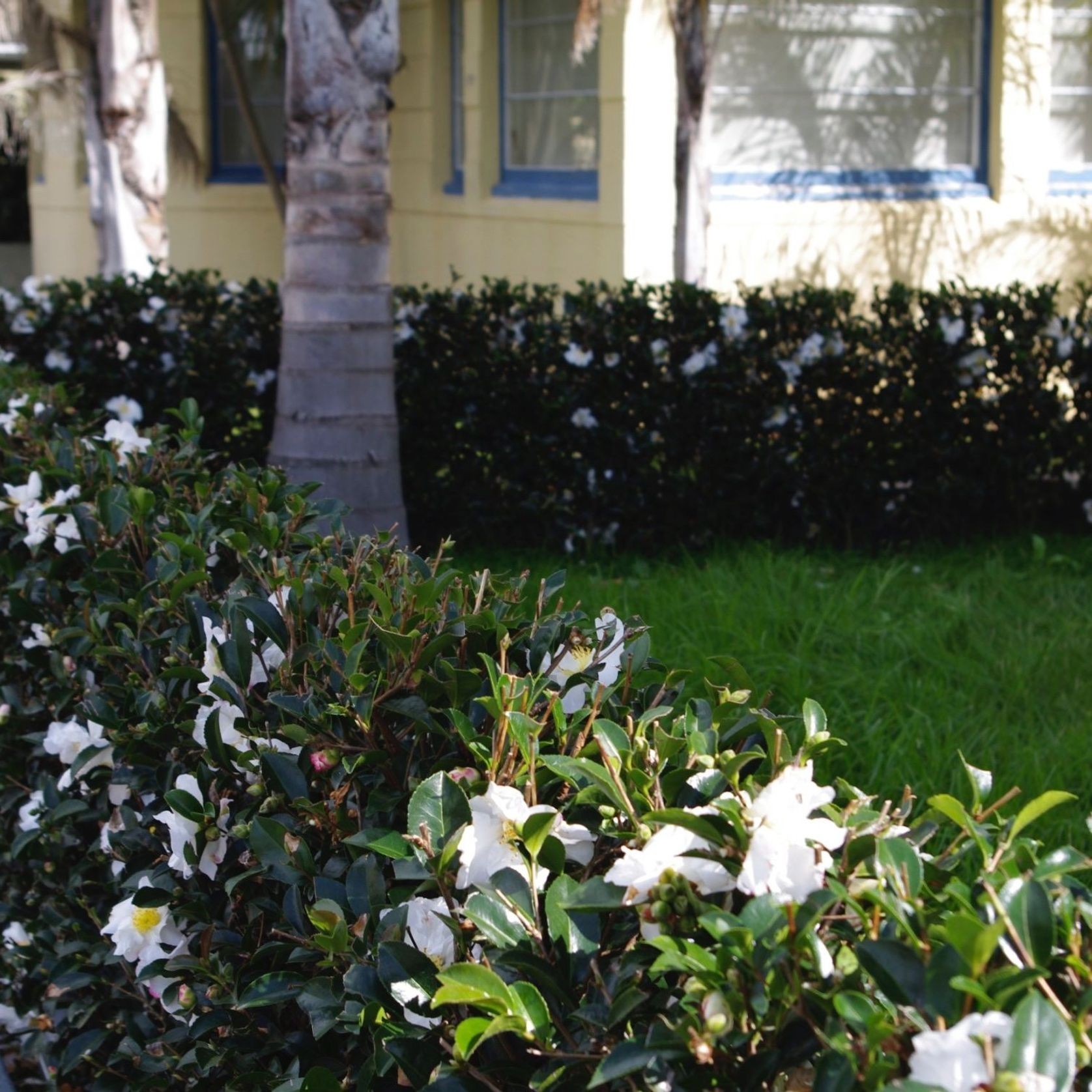 Camellia ‘Setsugekka’ instant hedge gallery detail image
