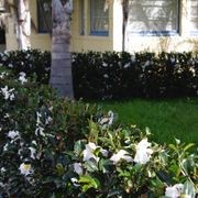 Camellia ‘Setsugekka’ instant hedge gallery detail image