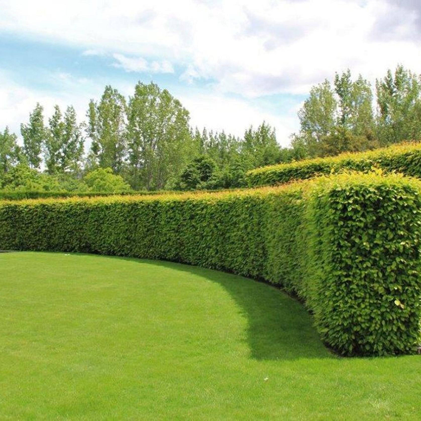 Carpinus betulus | English Hornbeam gallery detail image