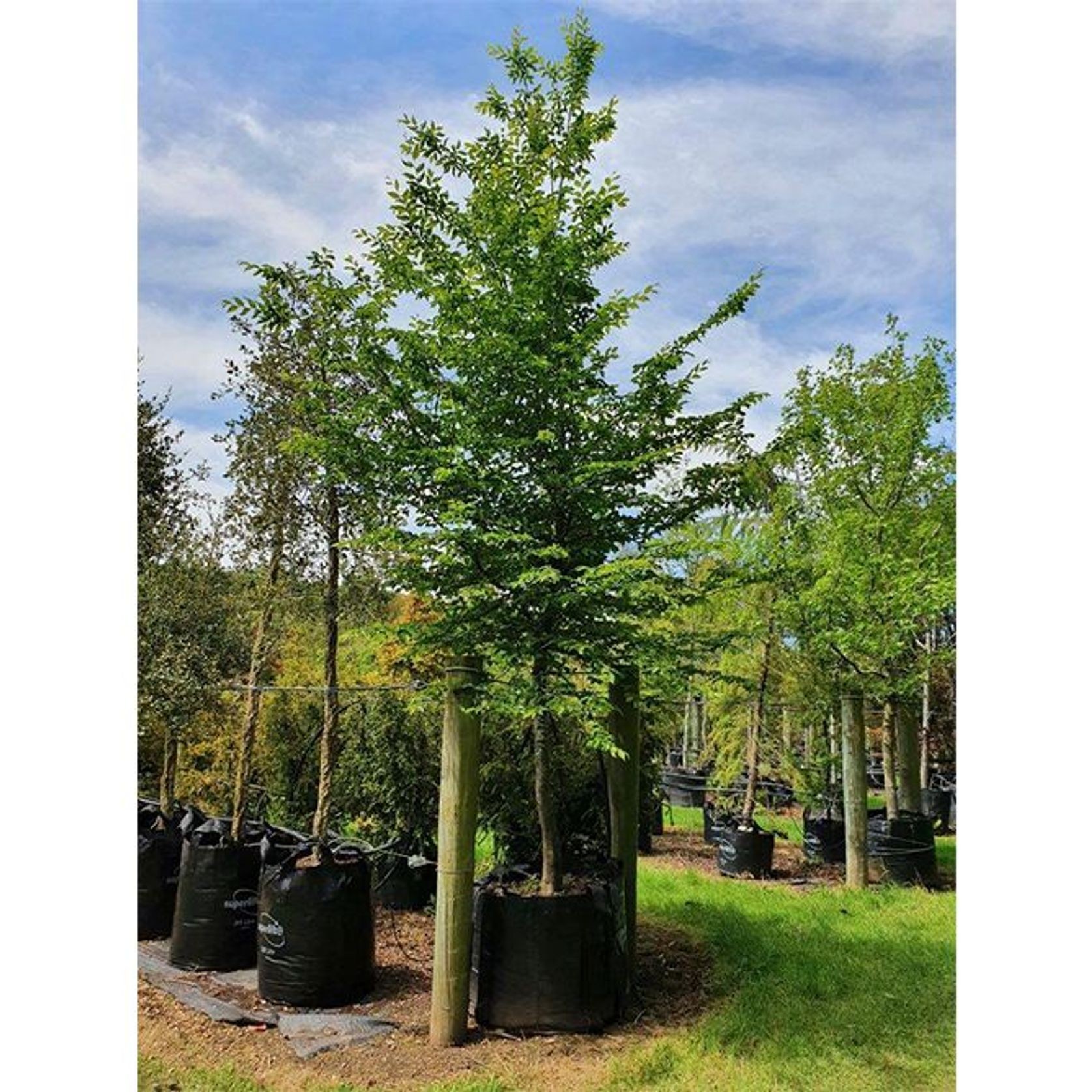 Carpinus betulus | English Hornbeam gallery detail image