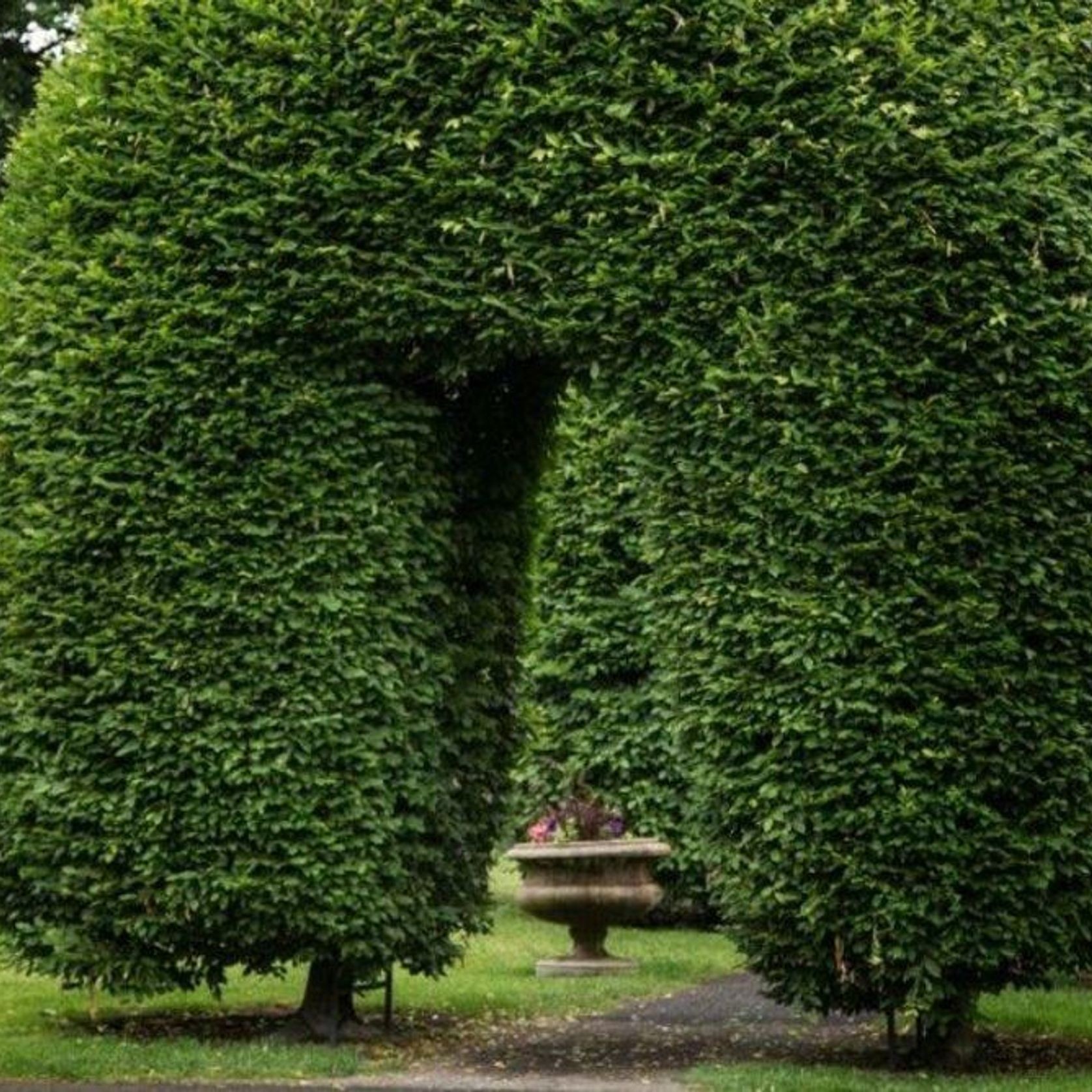 Carpinus betulus | English Hornbeam gallery detail image