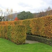 Carpinus betulus | English Hornbeam gallery detail image