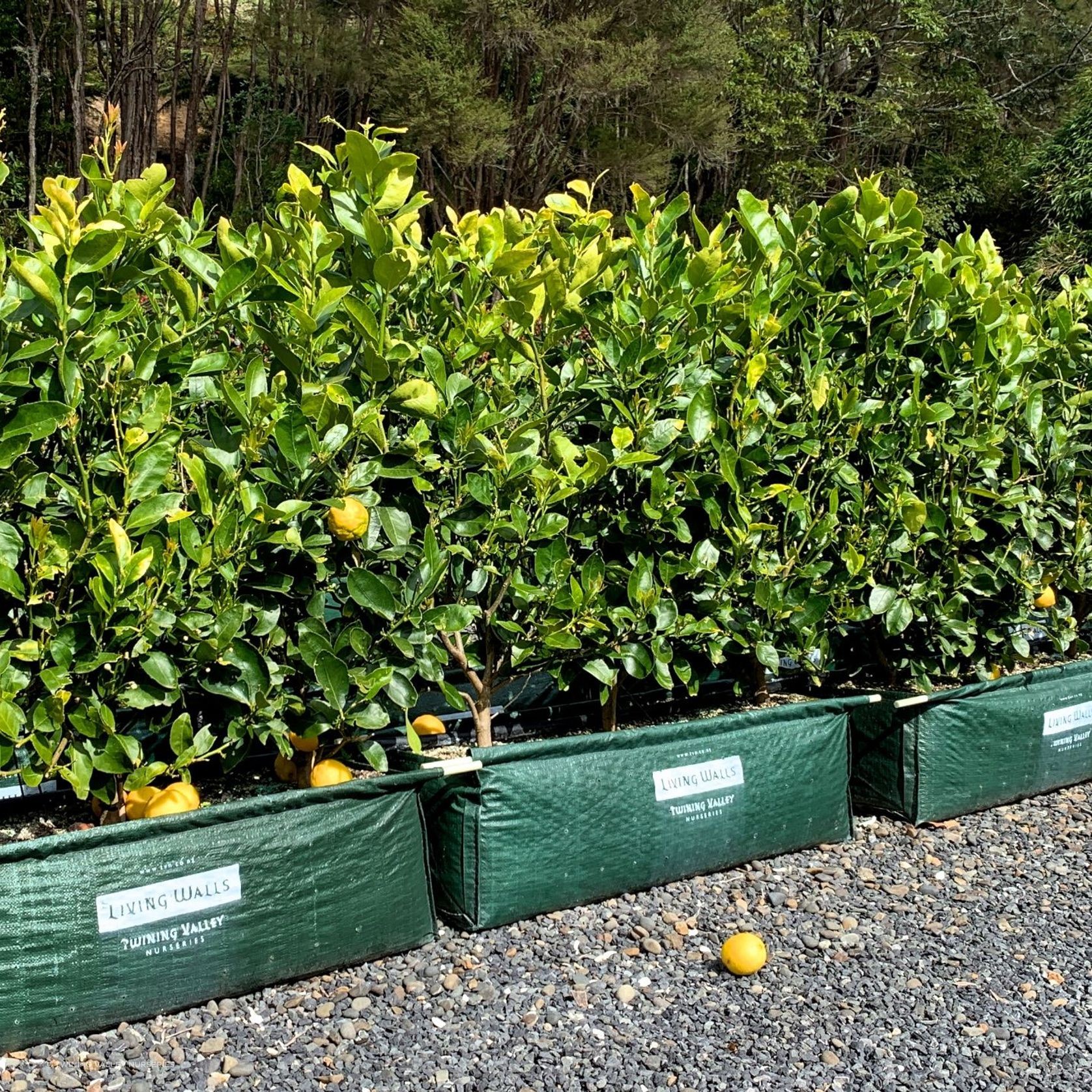 LIVING BOUNDARY™ – mid-height instant hedge range. gallery detail image