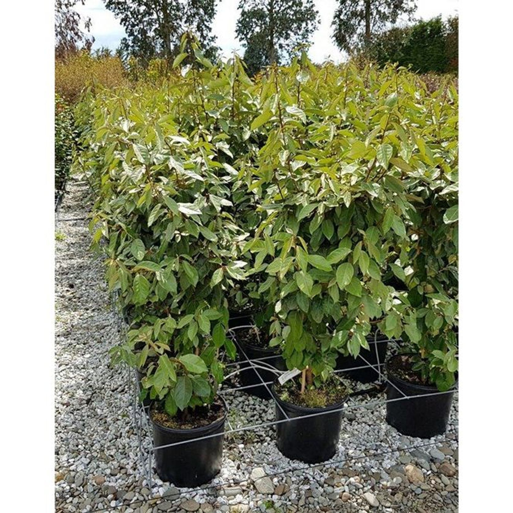Elaeagnus ebbingei | Paper Bush gallery detail image