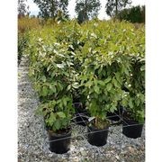 Elaeagnus ebbingei | Paper Bush gallery detail image