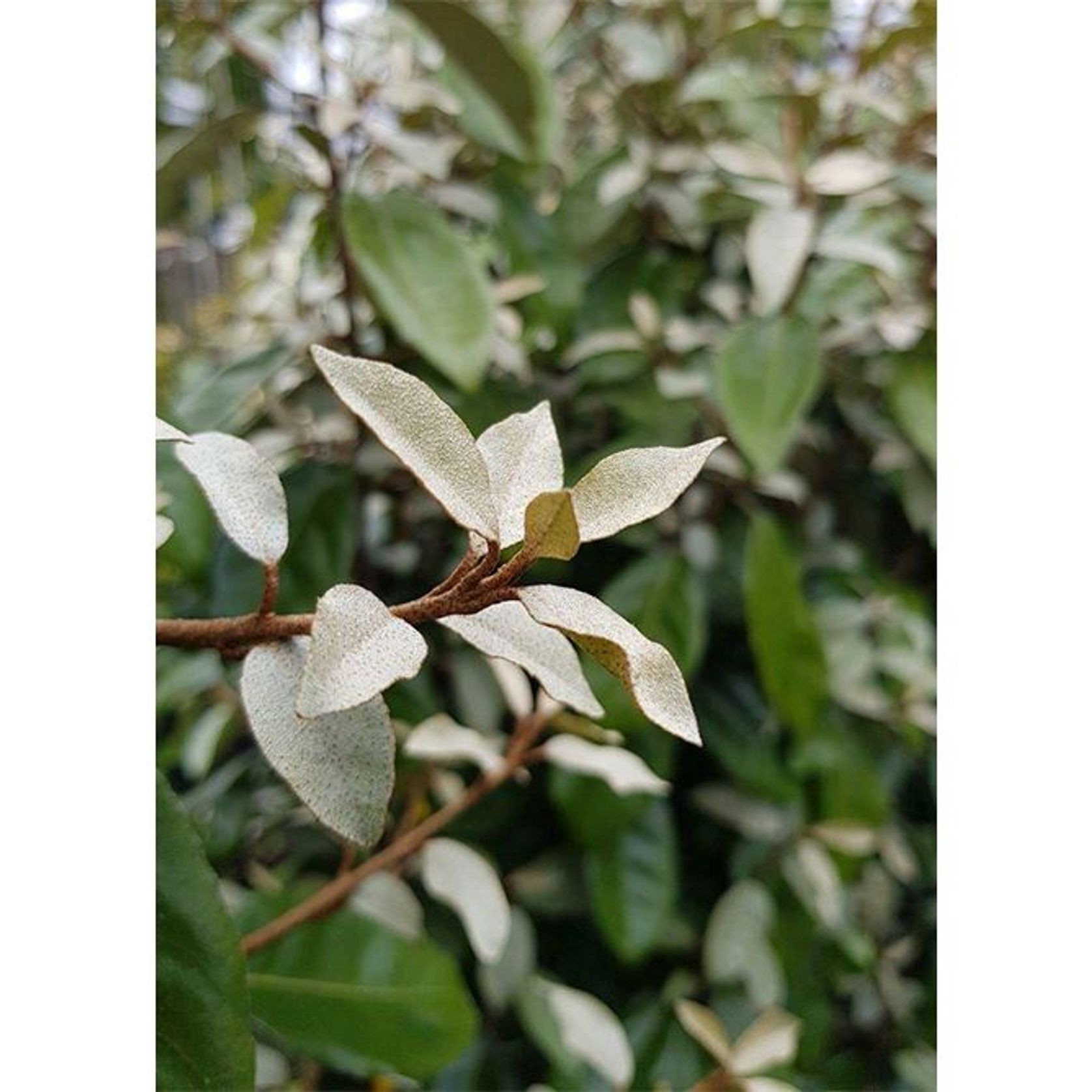 Elaeagnus ebbingei | Paper Bush gallery detail image