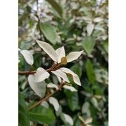 Elaeagnus ebbingei | Paper Bush gallery detail image