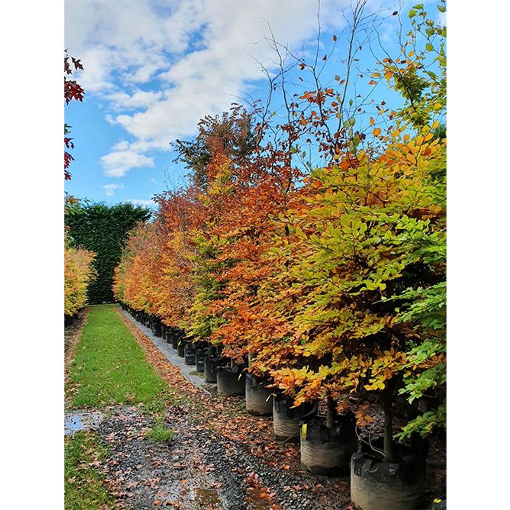 Fagus sylvatica | European or English Beech gallery detail image