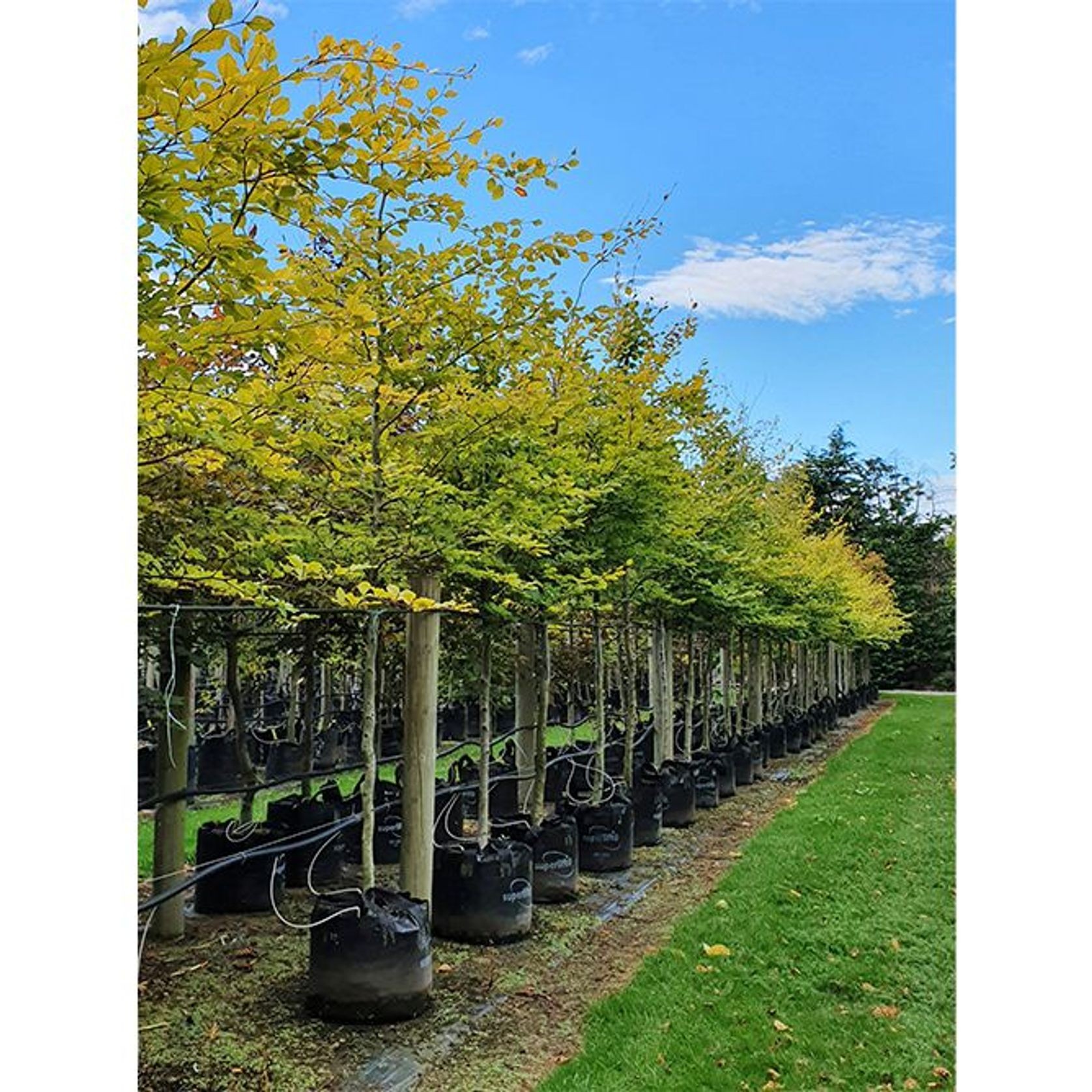 Fagus sylvatica | European or English Beech gallery detail image