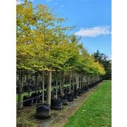 Fagus sylvatica | European or English Beech gallery detail image