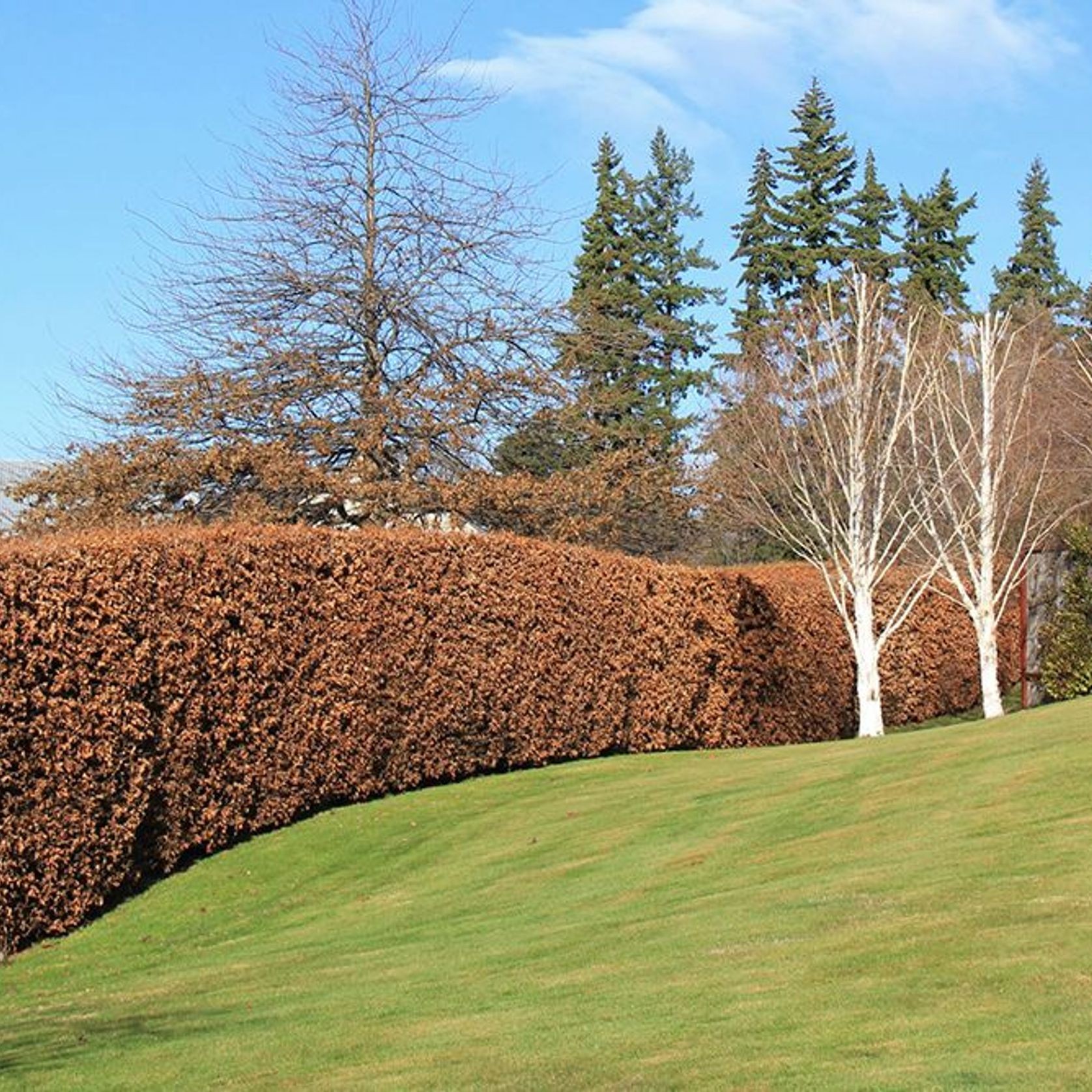 Fagus sylvatica | European or English Beech gallery detail image