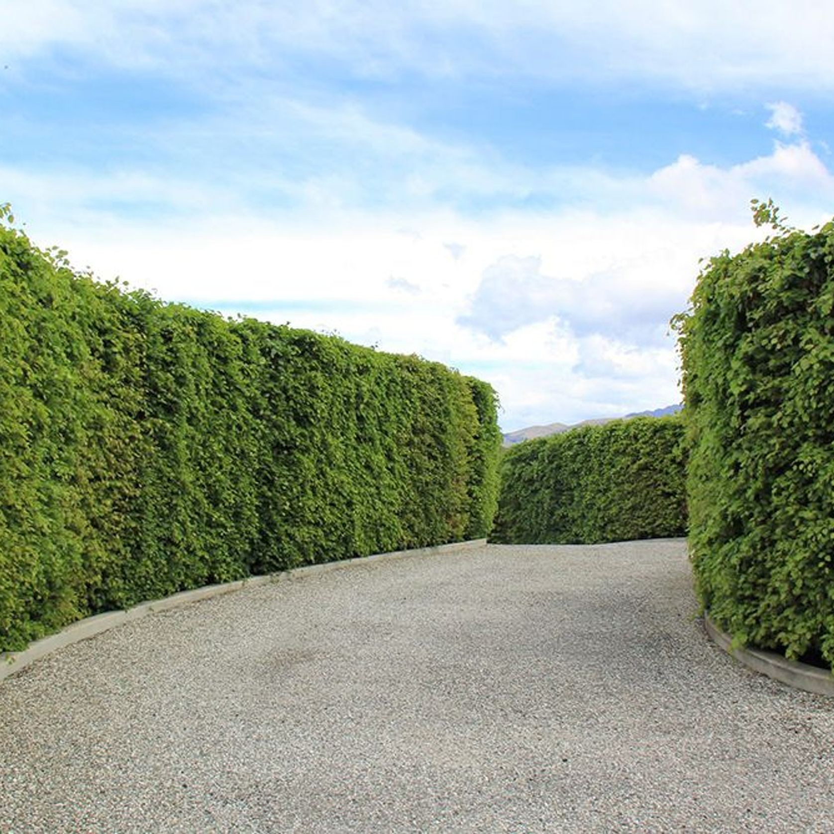 Fagus sylvatica | European or English Beech gallery detail image