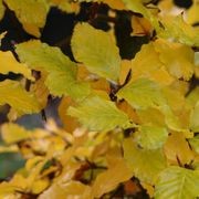 Fagus sylvatica | European or English Beech gallery detail image