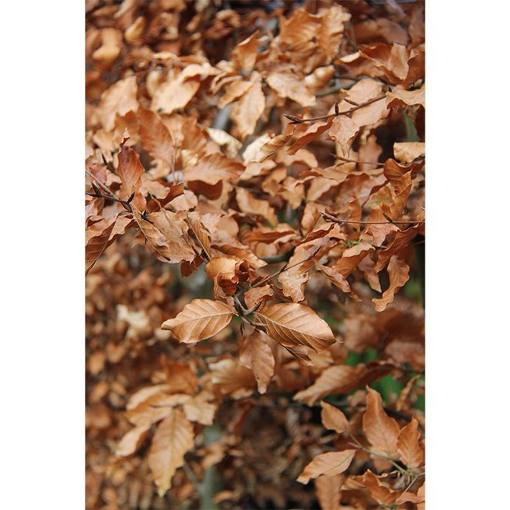 Fagus sylvatica | European or English Beech gallery detail image