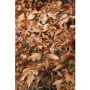 Fagus sylvatica | European or English Beech gallery detail image