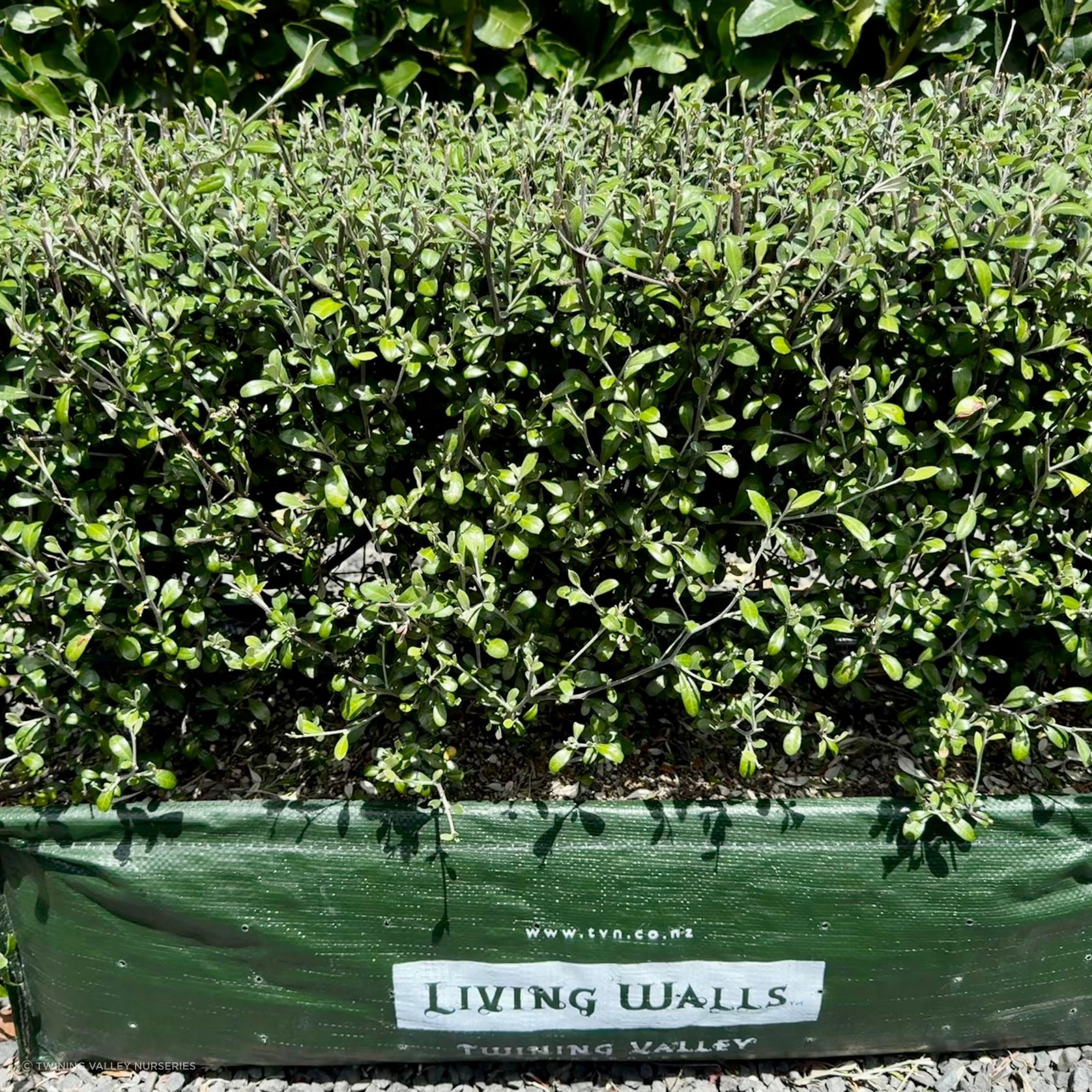 Corokia 'Clover' (PVR) instant hedges - low height gallery detail image