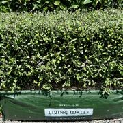 Corokia 'Clover' (PVR) instant hedges - low height gallery detail image
