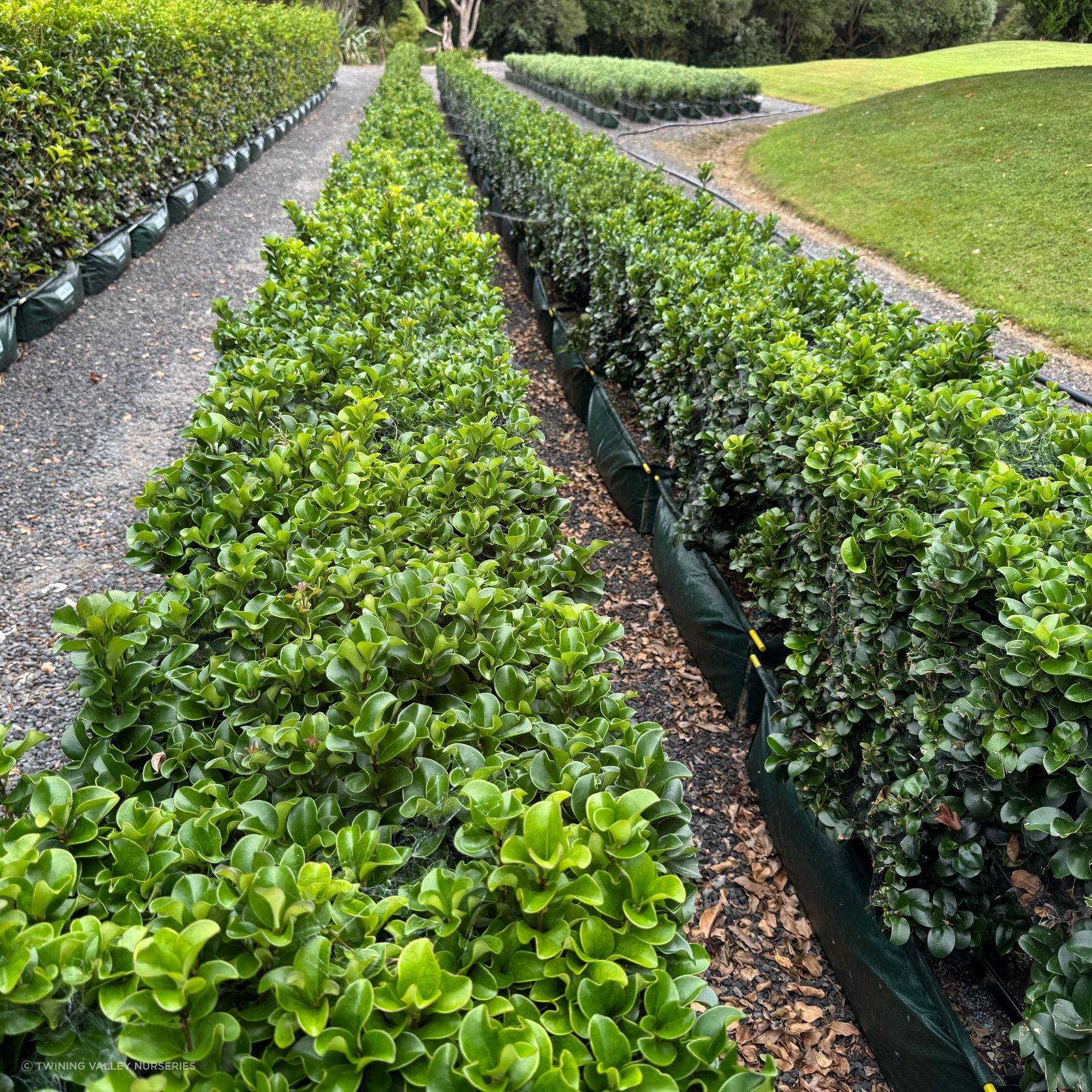 Ligustrum ‘Rotundifolium’ instant hedge gallery detail image