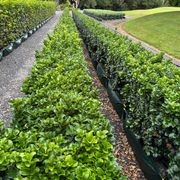 Ligustrum ‘Rotundifolium’ instant hedge gallery detail image