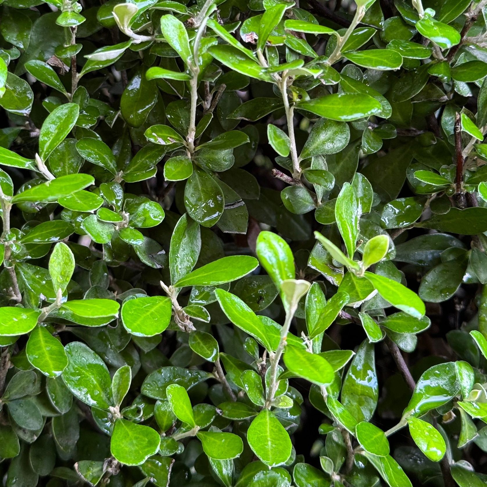 Corokia 'Clover' (PVR) instant hedges - low height gallery detail image