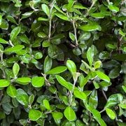 Corokia 'Clover' (PVR) instant hedges - low height gallery detail image