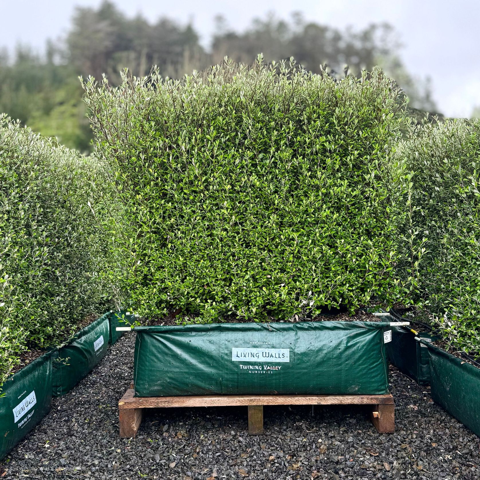 Corokia 'Clover' (PVR) instant hedge - mid-height gallery detail image