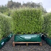 Corokia 'Clover' (PVR) instant hedge - mid-height gallery detail image
