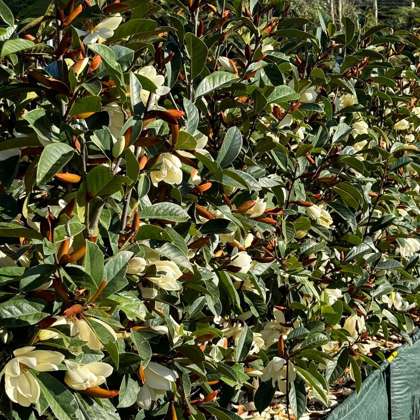 Fairy Magnolia® Cream instant hedge gallery detail image