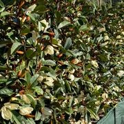 Fairy Magnolia® Cream instant hedge gallery detail image