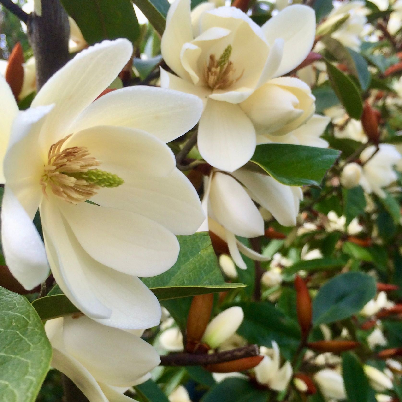 Fairy Magnolia® Cream instant hedge gallery detail image