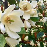 Fairy Magnolia® Cream instant hedge gallery detail image