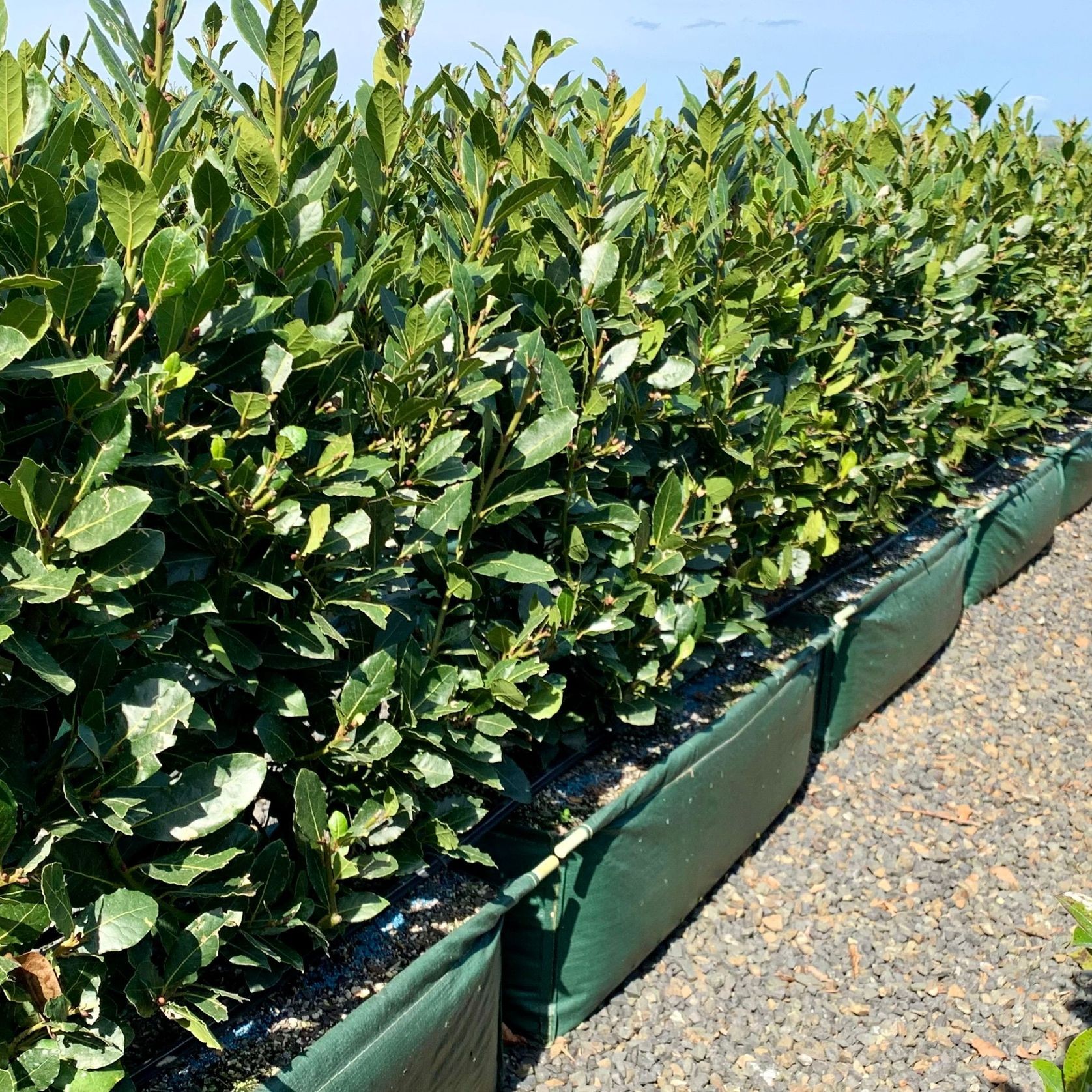 Laurus nobilis ‘Pride of Provence’ PVR instant hedge gallery detail image
