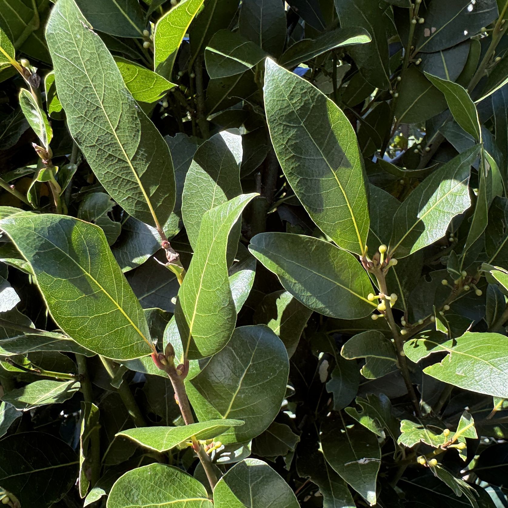Laurus nobilis ‘Verdi’ instant hedge (Bay laurel) gallery detail image