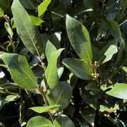 Laurus nobilis ‘Verdi’ instant hedge (Bay laurel) gallery detail image