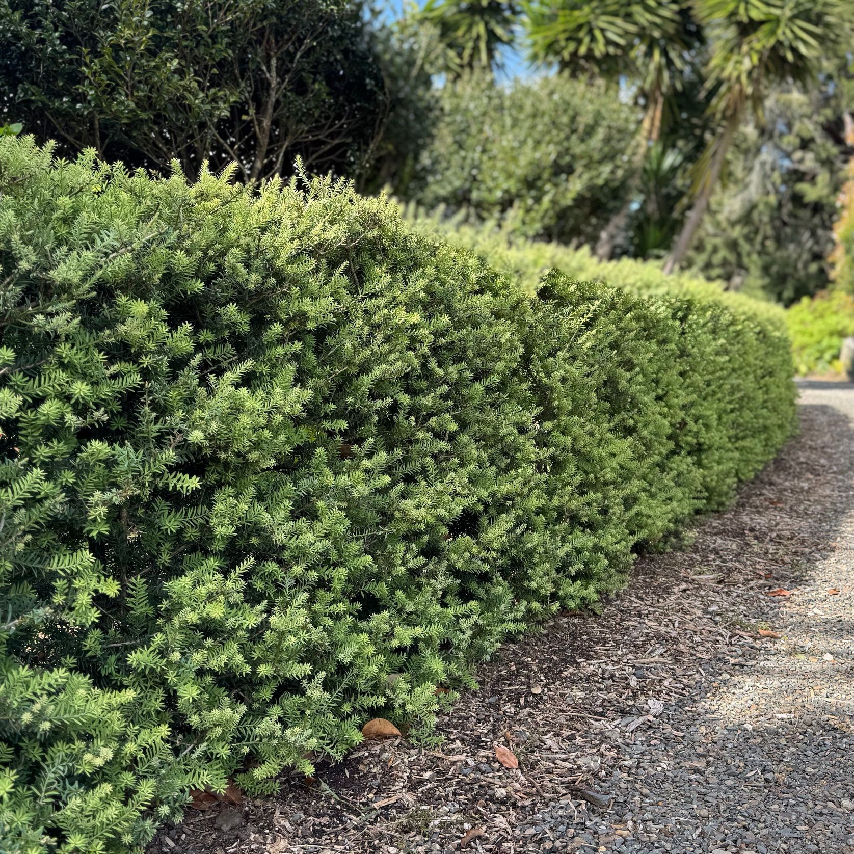 Podocarpus ‘Matapouri Blue’ instant hedge (Blue Totara) gallery detail image