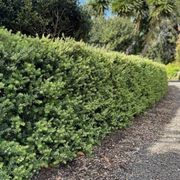 Podocarpus ‘Matapouri Blue’ instant hedge (Blue Totara) gallery detail image