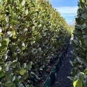 Laurus nobilis ‘Verdi’ instant hedge (Bay laurel) gallery detail image