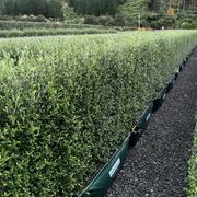 Corokia 'Clover' (PVR) instant hedge - mid-height gallery detail image