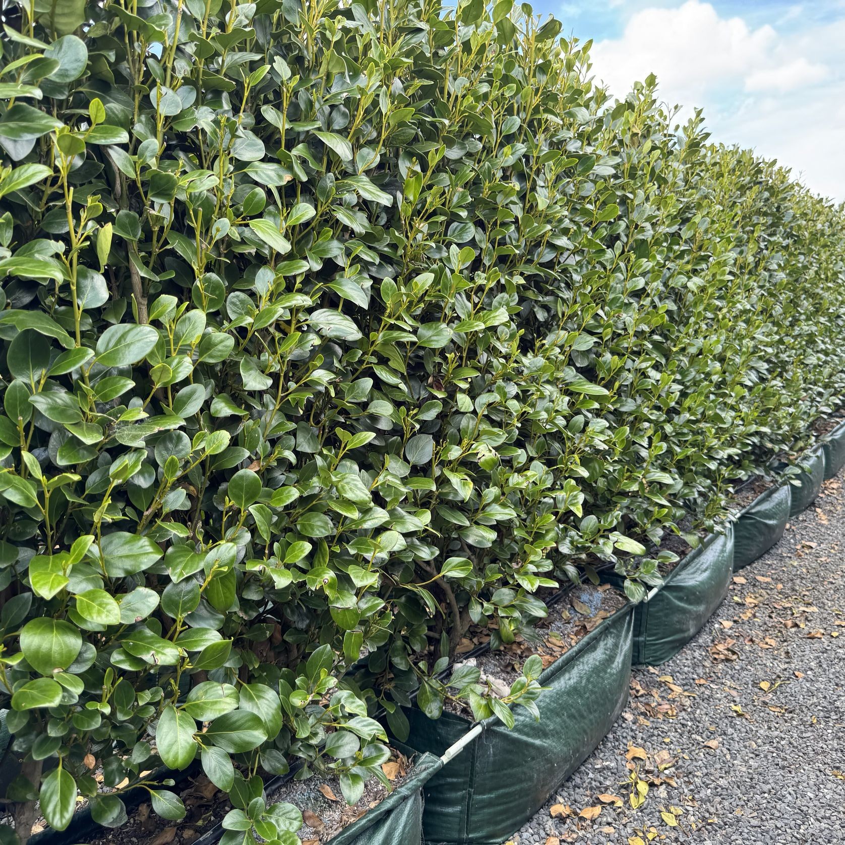 Griselinia ‘Ardmore Emerald’ 100L instant hedge gallery detail image