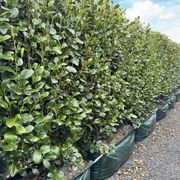 Griselinia ‘Ardmore Emerald’ 100L instant hedge gallery detail image