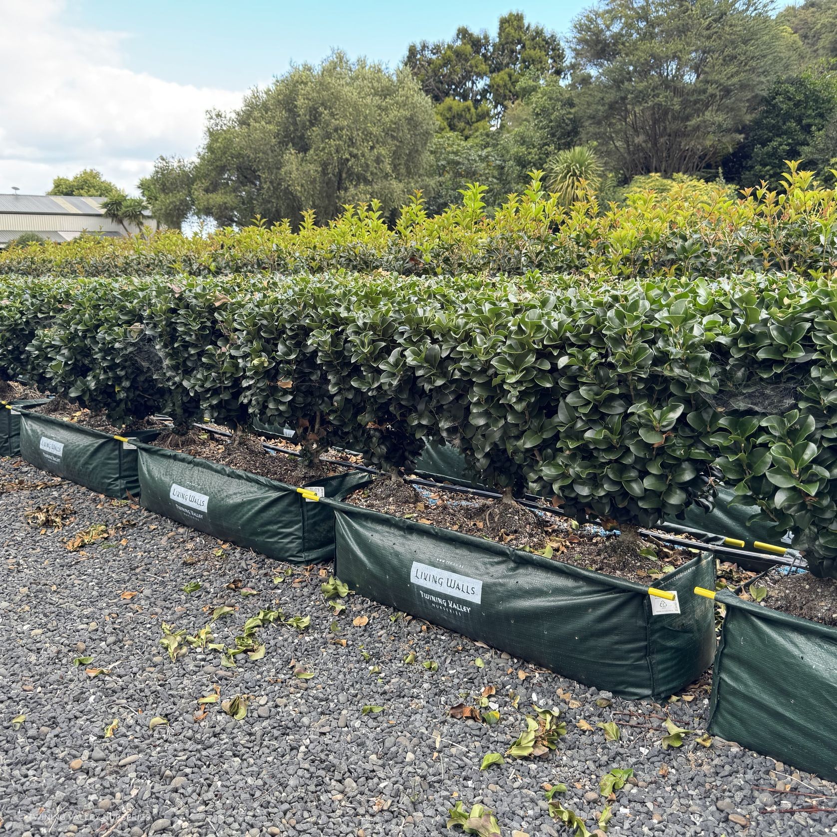 Ligustrum ‘Rotundifolium’ instant hedge gallery detail image