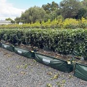 Ligustrum ‘Rotundifolium’ instant hedge gallery detail image