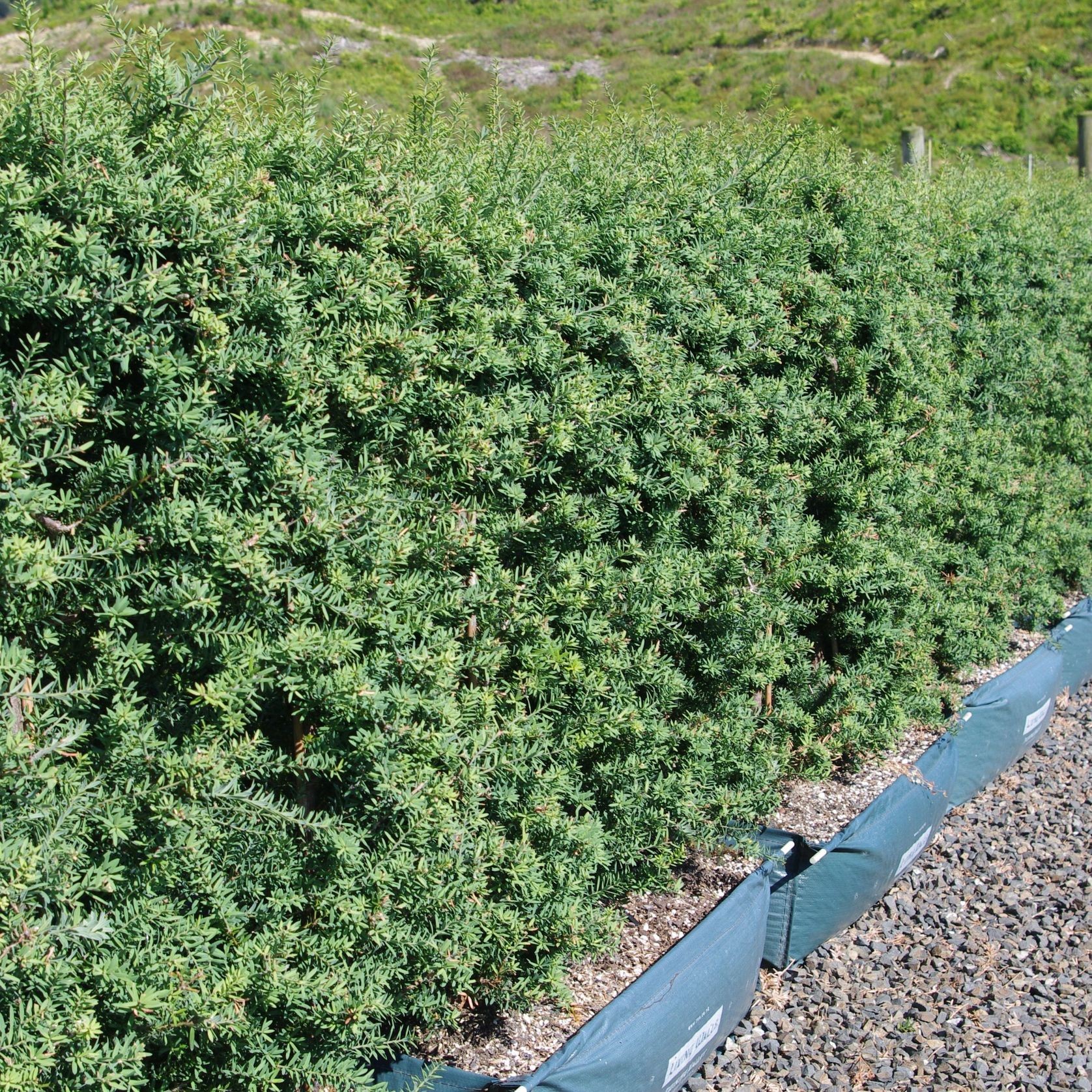 Podocarpus ‘Matapouri Blue’ instant hedge (Blue Totara) gallery detail image