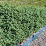 Podocarpus ‘Matapouri Blue’ instant hedge (Blue Totara) gallery detail image