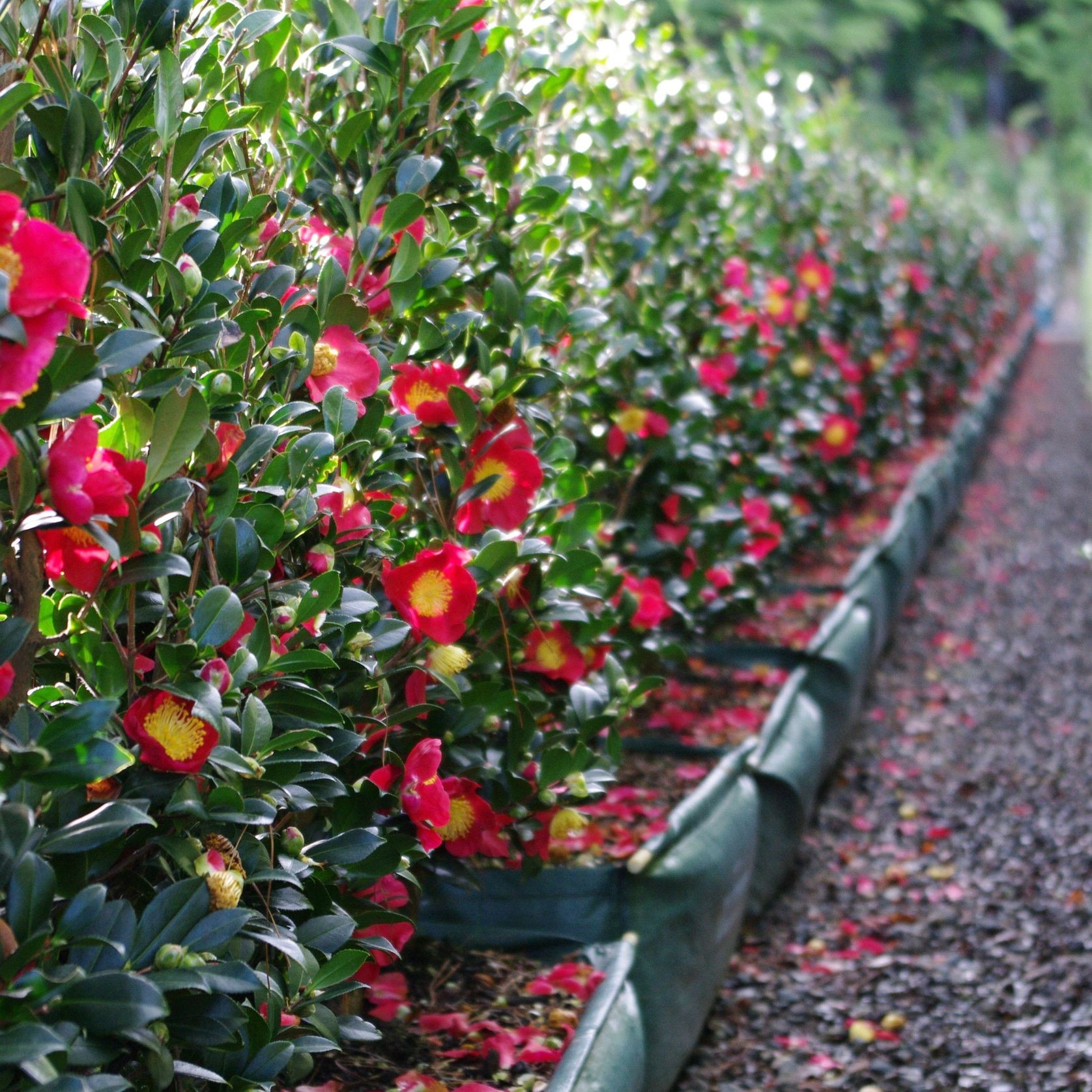 Camellia ‘Yuletide’ instant hedge gallery detail image