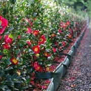 Camellia ‘Yuletide’ instant hedge gallery detail image
