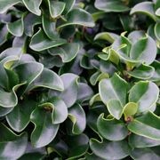 Ligustrum ‘Rotundifolium’ instant hedge gallery detail image