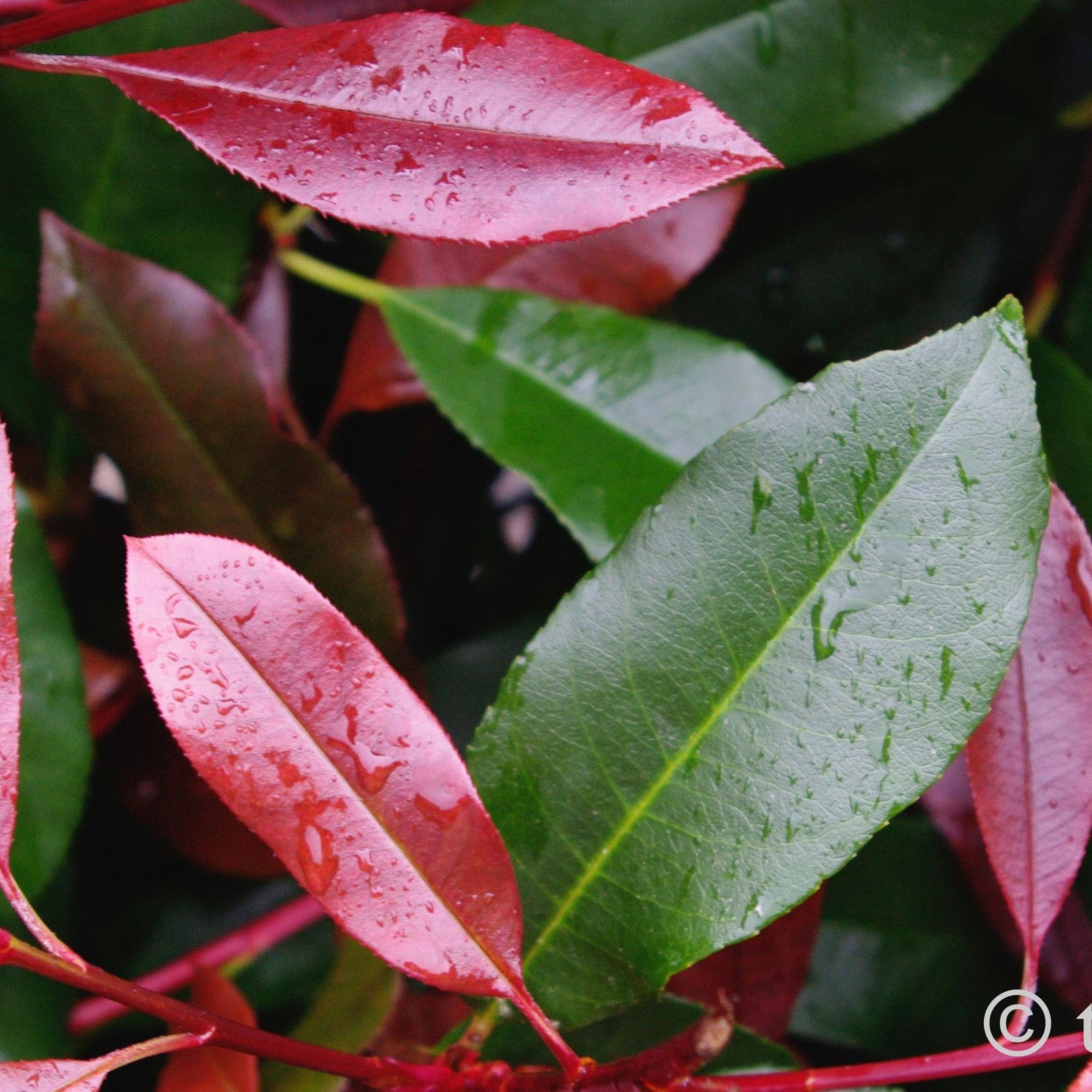 Photinia ‘Red Robin’ instant hedge gallery detail image